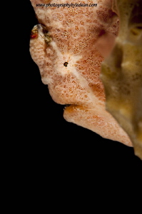 Frogfish was seen at Wakatobi resort in the Southeast Sul... by Ledean Paden 